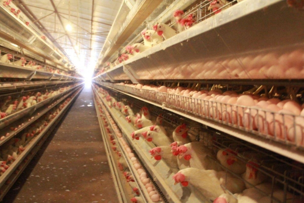 全自動養雞設備的正確消毒方法及配料順序是什么？