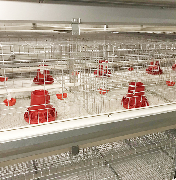在養殖設備中，肉雞設備主要有哪些